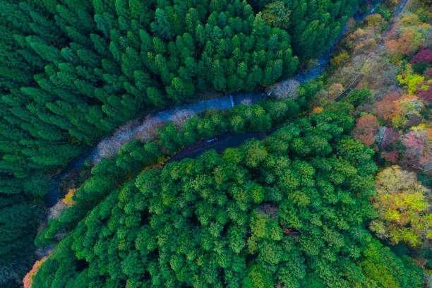 Photo of forest from bird's eye view.