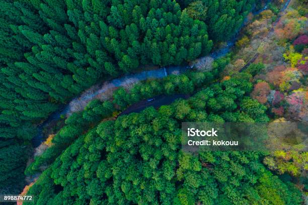 Forest From Birds Eye View Stock Photo - Download Image Now - Top - Garment, Scenics - Nature, Forest