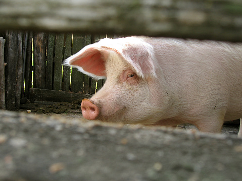 A dirty pig in the mud staring at the camera on a sunny day