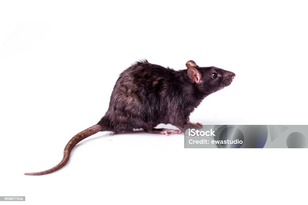 rat isolé sur fond blanc - Photo de Rat libre de droits