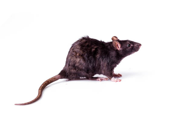 Page 3 - 1,000+ Free Rats & Nature Images - Pixabay