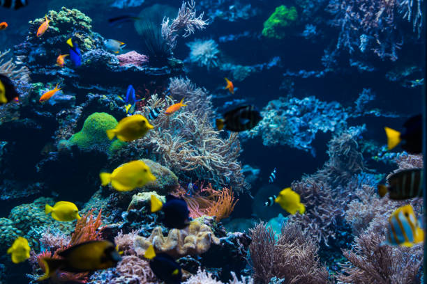 istock tropical Fish. Underwater world landscape 898877330