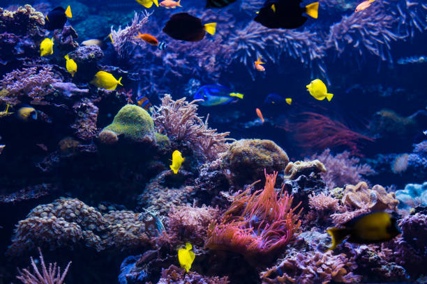 istock Underwater scene. Coral reef, colorful fish groups 898877890