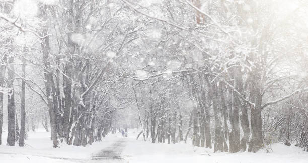istock Snow-covered winter park and benches. Park and pier for feeding 898878096