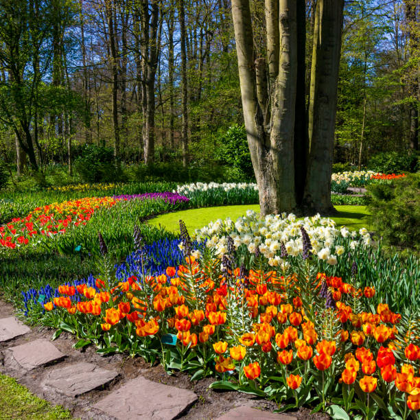 istock Keukenhof park in Netherlands 898878126