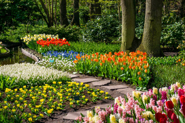 istock Keukenhof park in Netherlands 898878132
