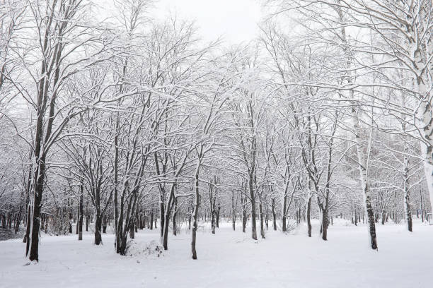 istock Snow-covered winter park and benches. Park and pier for feeding 898880916