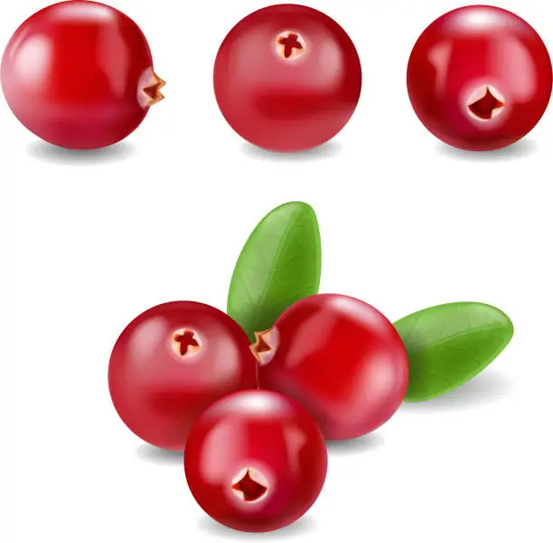 Vector illustration of Cranberry realistic Vector ilustration