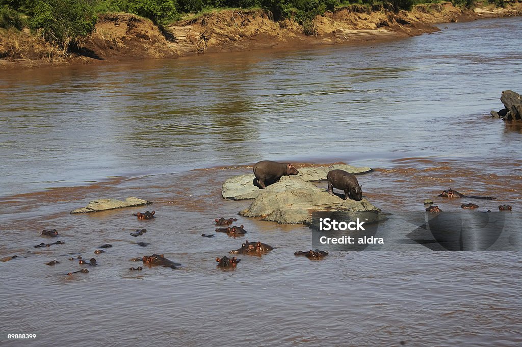 Hippopotame - Photo de Afrique libre de droits