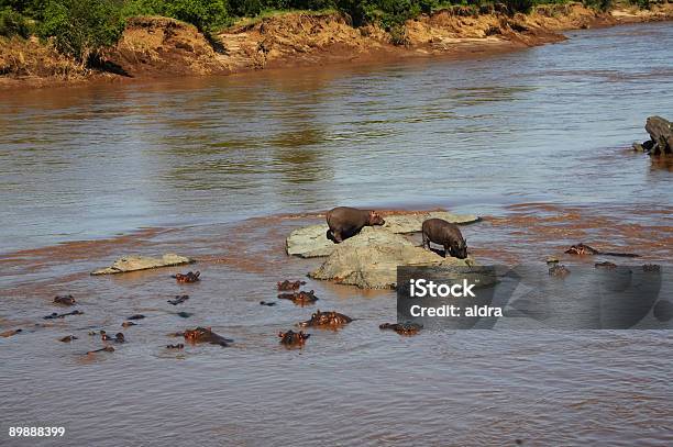Photo libre de droit de Hippopotame banque d'images et plus d'images libres de droit de Afrique - Afrique, Agression, Animaux de safari