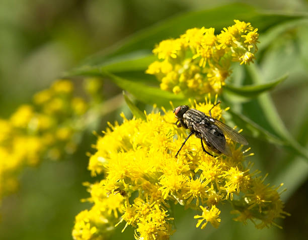 big fly on yellow flower in sunny ambiance