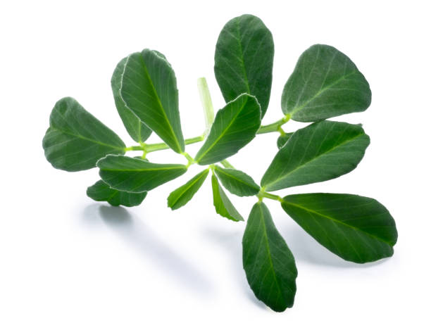 Fenugreek Trigonella foenum-graecum tops, paths Fenugreek (Trigonella foenum-graecum) leaves . Clipping paths, shadow separated fenugreek stock pictures, royalty-free photos & images