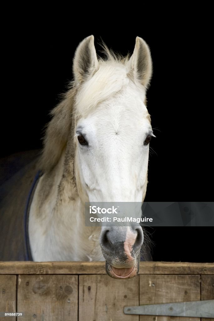 Cavalo no Estábulo - Royalty-free Animal Foto de stock