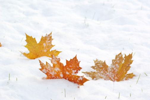 Three leaves of maple on snow