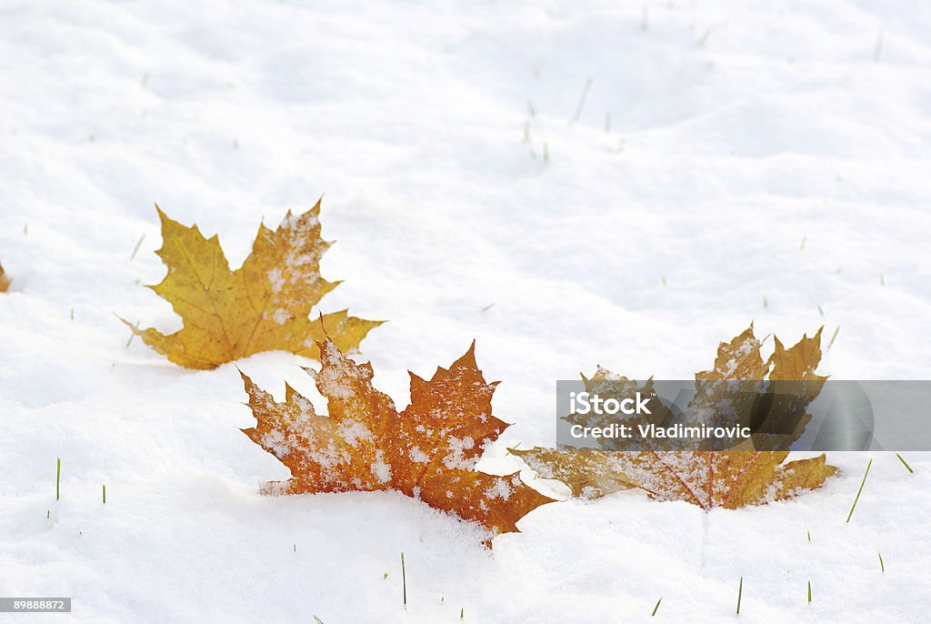 Three fallen leaves on a snowy textured surface Three leaves of maple on snow Snow Stock Photo