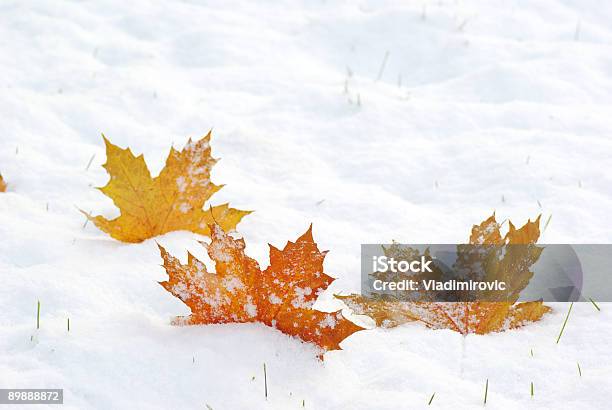 Three Fallen Leaves On A Snowy Textured Surface Stock Photo - Download Image Now - Snow, Autumn, Leaf