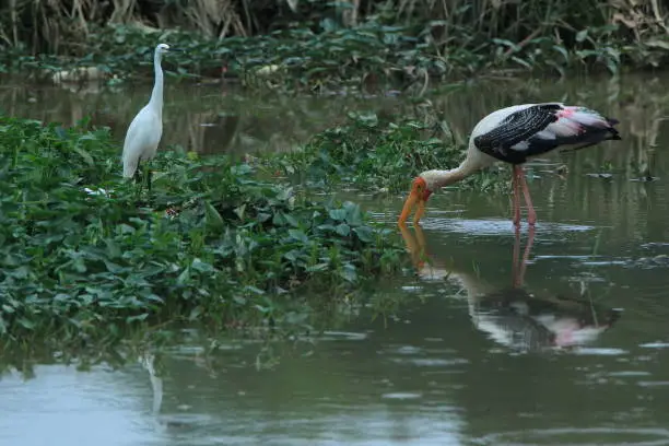 Crane hovering in the lake