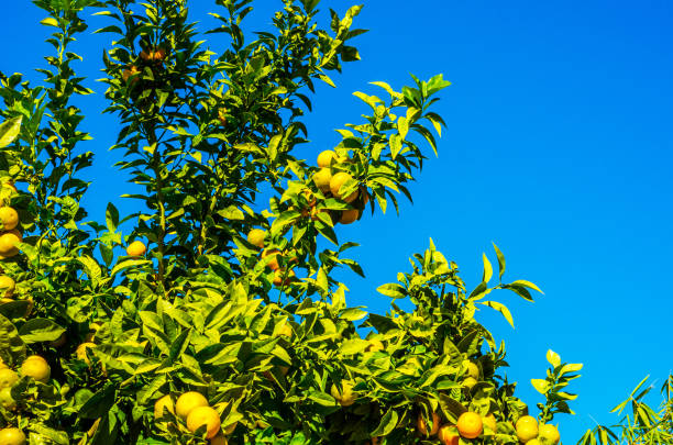 istock orange trees with fruit and green leafs, oranges naturally growing, healthy eating 898891332