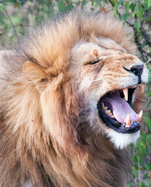 Asian Lion. There are only several hundred Asiatic lions in the wild, only living in the Gir Forest in an area smaller than Greater London. Until the 19th century, it occurred from east of the Indus River in Pakistan to the Bengal region and the Narmada River in Central India and throughout parts of the middle east.Gir National Park and Wildlife Sanctuary, with its administrative centre, Sasan Gir, is a forest, national park and wildlife sanctuary near Talala. Besides Africa, Gir National Park is the only place in the world where lions roam free in the wild. Gir is a home to 40 species of mammals and over 400 species of birds. Gujarat, the north western state of India,  encompasses part of site of the Indus Valley civilisation, the oldest known to mankind and is also home to some of the most historic sites and religious locations in India. The Rann of Kutch is famous for its arid desert like landscapes as well as wildlife such as the Wild Ass, together with Gir Forest, home to the only Asiatic Lions in the continent.