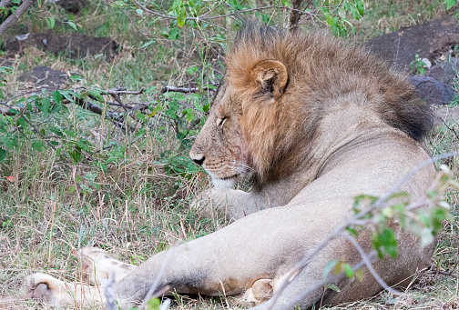 Single male lion (Panthera leo) lying down with eyes closed at Maasai Mara National Park, Kenya