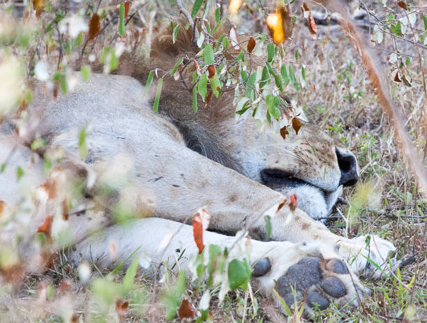 istock Male lion sleeping under a bush 898894522