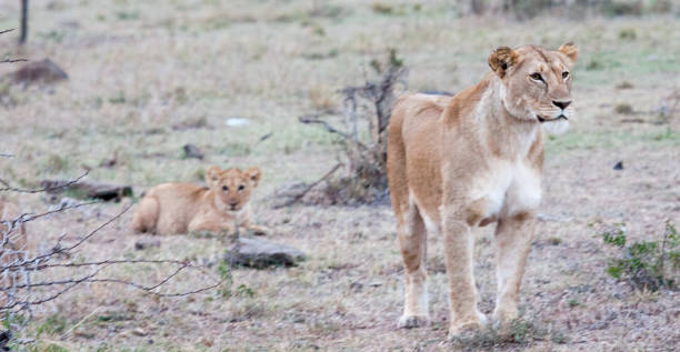 istock Lioness standing with cub in the background 898894550