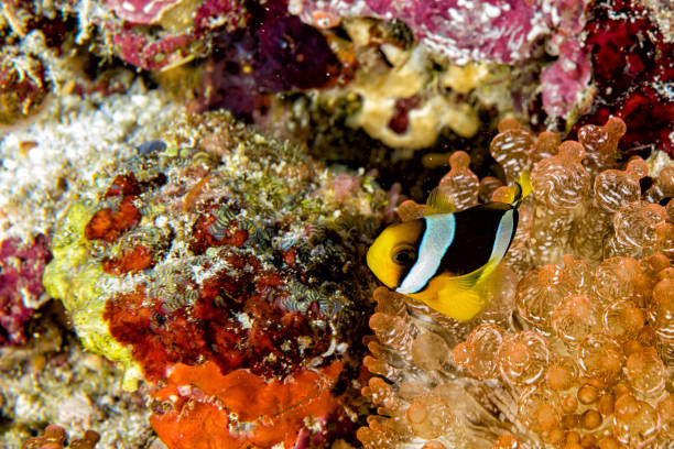 istock Clown fish inside red anemone in indonesia 898894652