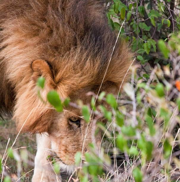 istock Male lion sniffing in bushes 898894774