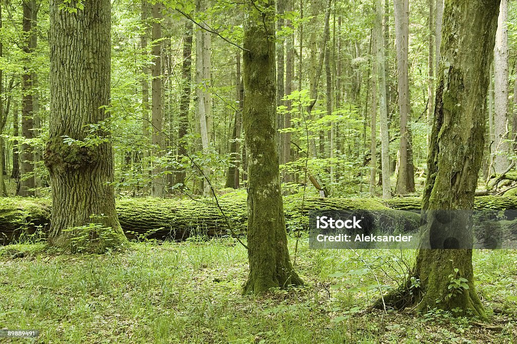Old árboles en el bosque - Foto de stock de Aire libre libre de derechos