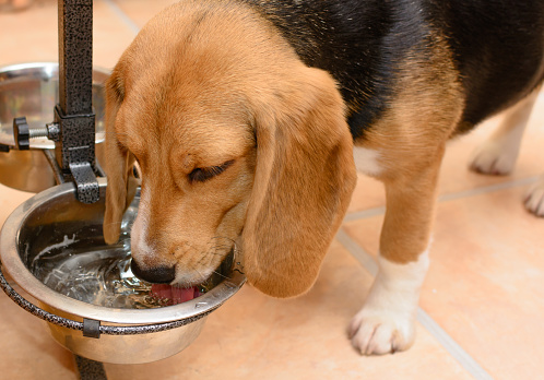 Dog drinking water from a metal bowl at home. Beagle dog