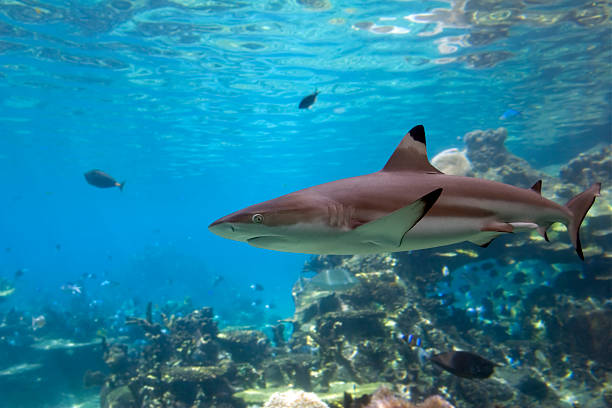 Shark1  blacktip reef shark stock pictures, royalty-free photos & images