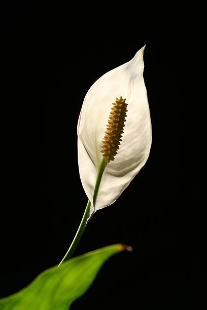 Calla palustris - fotografia de stock