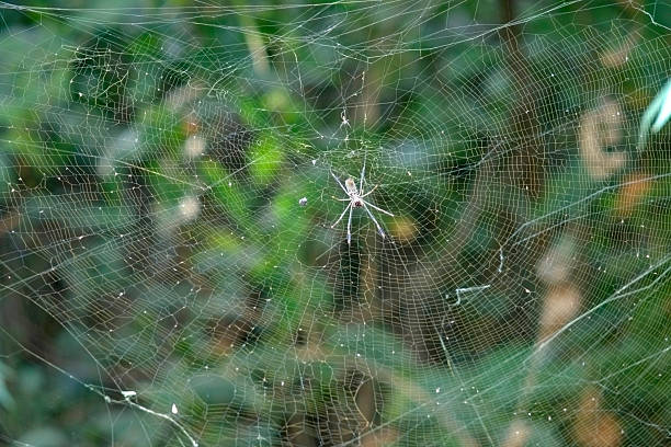 Spider Web Insect 73,000+ Spider Web Closeup Stock Photos, Pictures & Royalty-Free Images ...