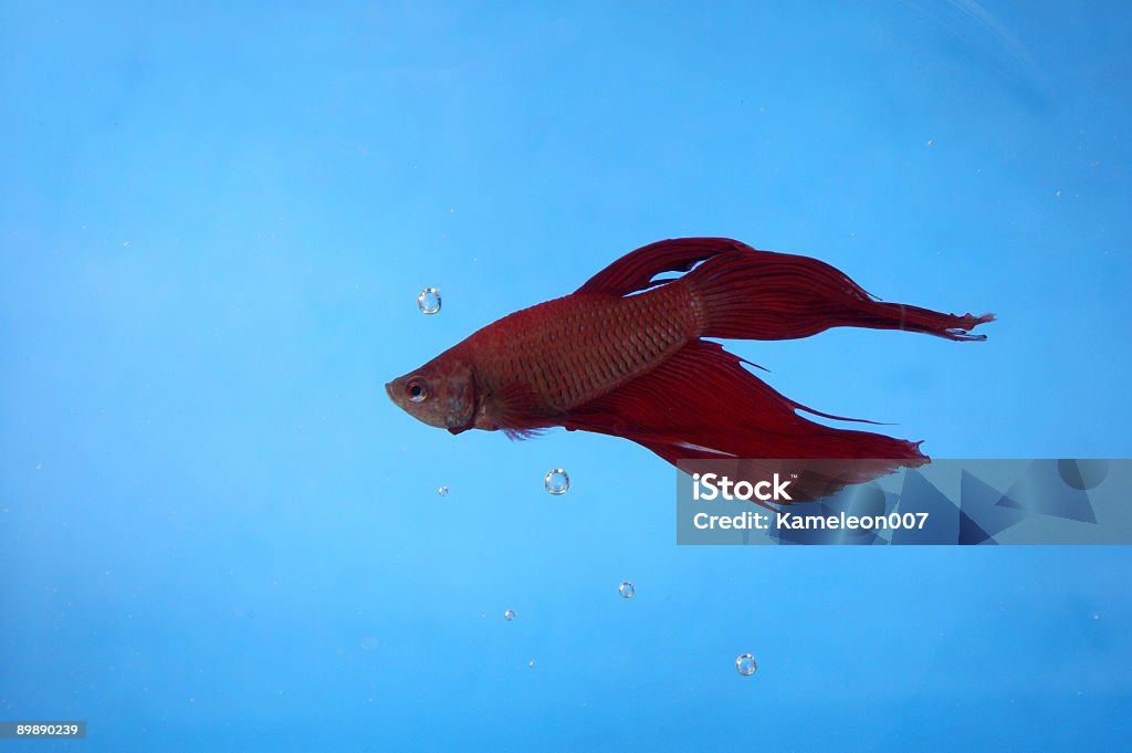 Red Betta ryb - Zbiór zdjęć royalty-free (Akwarium kula)