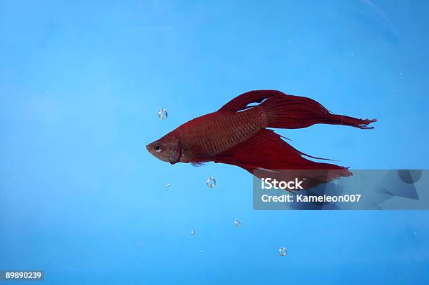 Red Betta Ryb - zdjęcia stockowe i więcej obrazów Akwarium kula - Akwarium kula, Bez ludzi, Bliskie zbliżenie