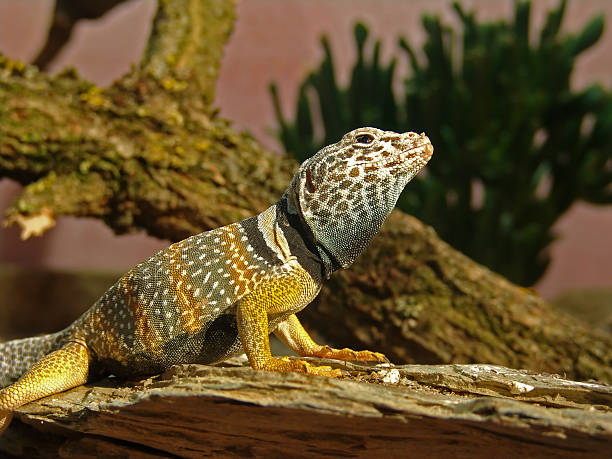 Collared Lizard - Halsbandleguan [Crotaphytus collaris] stock photo