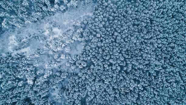 istock Aerial view of forest in winter 898902992