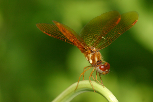 Plant stem with damselfly