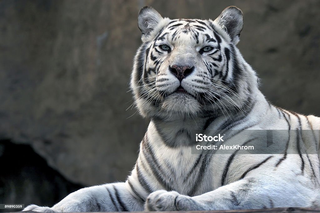 Bengalische tiger - Lizenzfrei Albino Stock-Foto