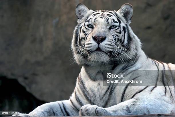 Bengalische Tiger Stockfoto und mehr Bilder von Albino - Albino, Bangladesch, Begehren