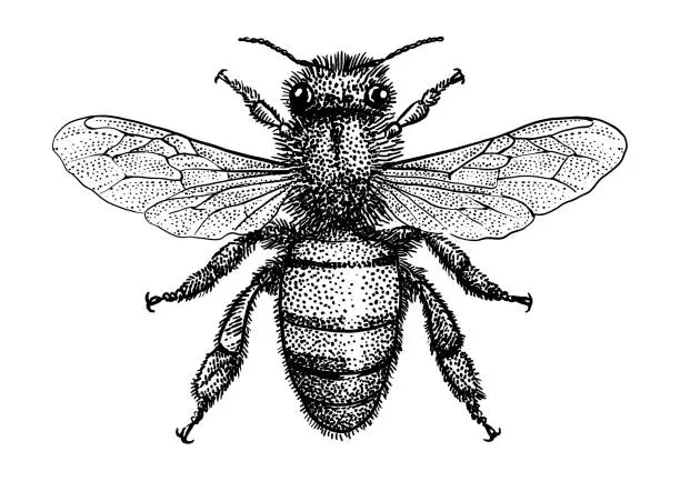 Vector illustration of Bee illustration, drawing, engraving, ink, line art, vector