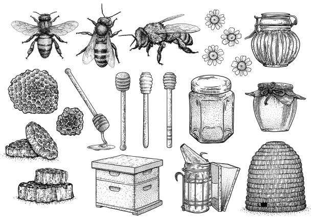 illustrazioni stock, clip art, cartoni animati e icone di tendenza di ape, miele, alveare, illustrazione apicoltura, disegno, incisione, line art, vettore - natural products illustrations