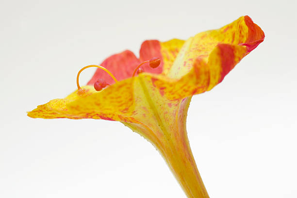 istock Detail of a flower 89890516