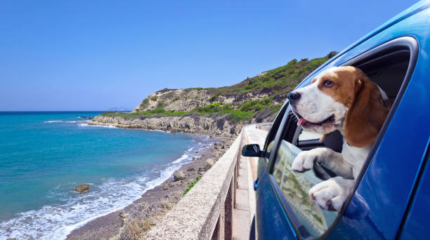 Beagle in blue car. Cute dog travels in the blue car. blue beagle stock pictures, royalty-free photos & images