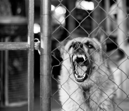 Watchdog on duty,loudly barking, focus on the eye