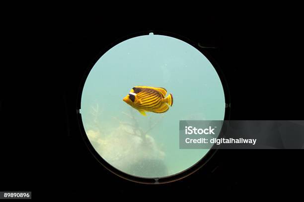 Carpa Dorada De Adornos Foto de stock y más banco de imágenes de Portilla - Portilla, Banco de peces, Barco de pasajeros