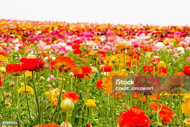 Ranúnculo Asiático Flores Foto de stock y más banco de imágenes de Agricultura - Agricultura, Ajardinado, Belleza de la naturaleza