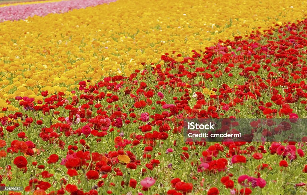 Asiático Ranúnculo flores - Foto de stock de Agricultura royalty-free