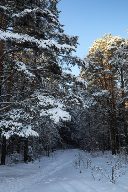 istock pine forest after a heavy snow storm on sunny winter day 898912892