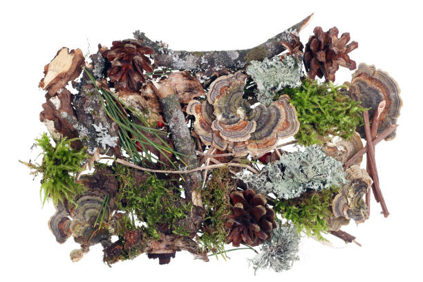 istock Fragment of natural forest ground cover with moss, cones and other natural objects. 898912976